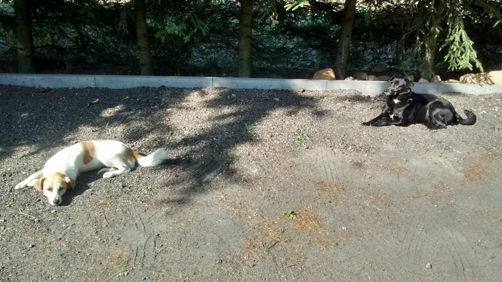 Agroturystyka Pod Swierkami Nadrybie Dış mekan fotoğraf